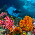 Travel Safety: Navigating Maui's Underwater Wonders For A Safe And Memorable Adventure