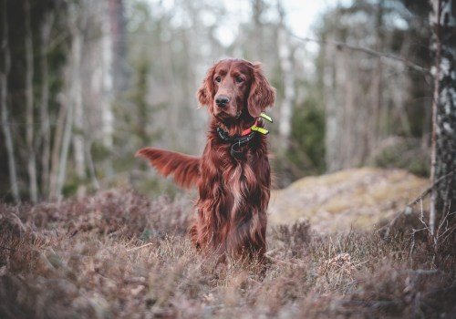 Travel Safely with Your Dog: Tips from Frisco's Top Trainer